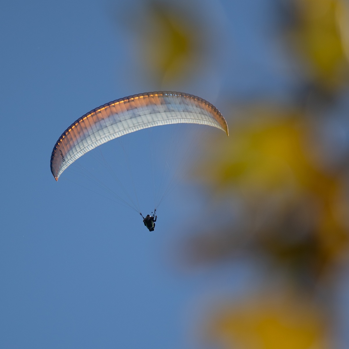 White tandem paraglider soaring through a clear blue sky with autumn leaves in soft focus.